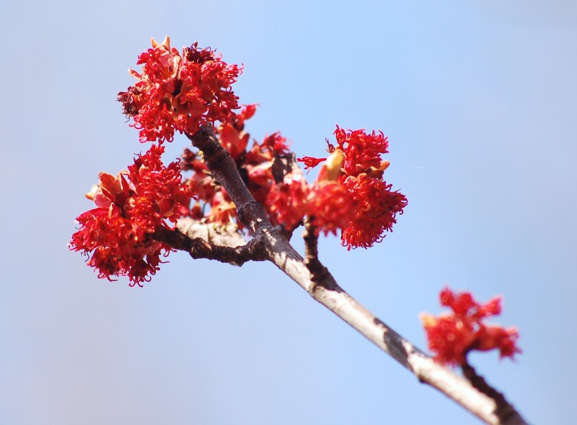 Female flowers on a red maple as it blooms