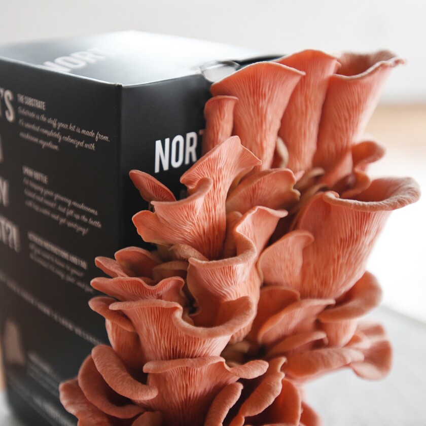 112221.AG.AgweekChristmasMushrooms01.jpg