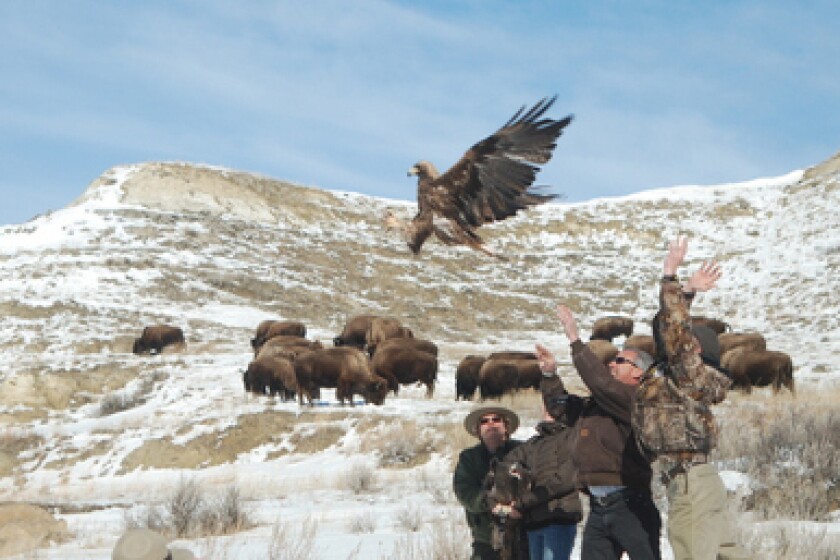 Eagles released in Theodore Roosevelt National Park