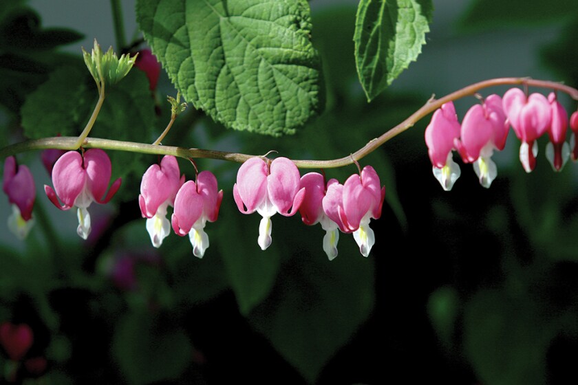 2554532+Bleeding hearts rgb.jpg