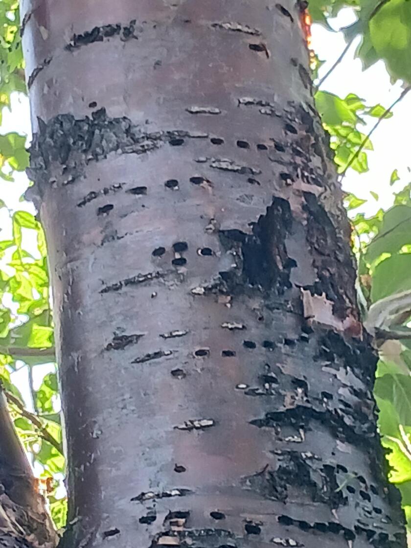 Holes on trunk of Amur Chokecherry .jpg