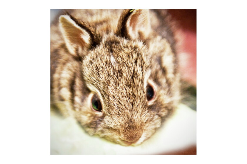 Mn Native Rabbits Cottontail rabbits and snowshoe hares - Duluth News Tribune | News ...