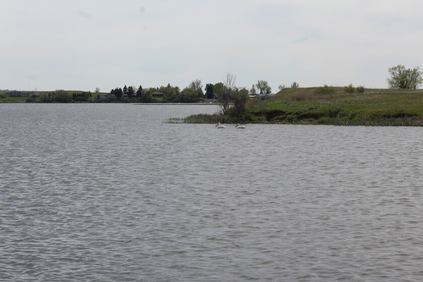 Two pelicans were the only ones fishing at Patterson lake in Dickinson on May 18. (Photo by Ryan Mitchel Collins)