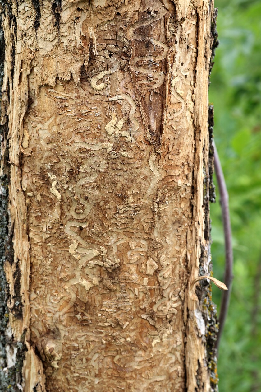 Emerald ash Bore larva lines