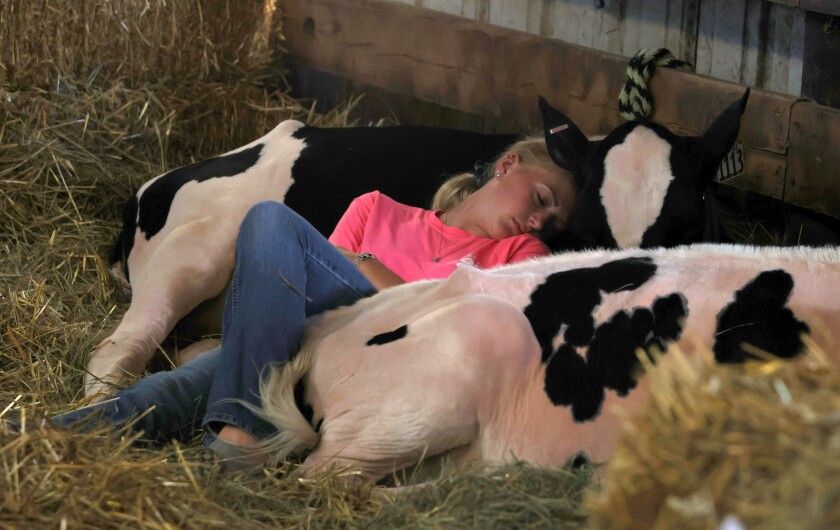 Okabena Bees 4-H'er Cassidy Madison takes a nap with her dairy calves between 4-H shows at the Nobles County Fair Thursday evening.