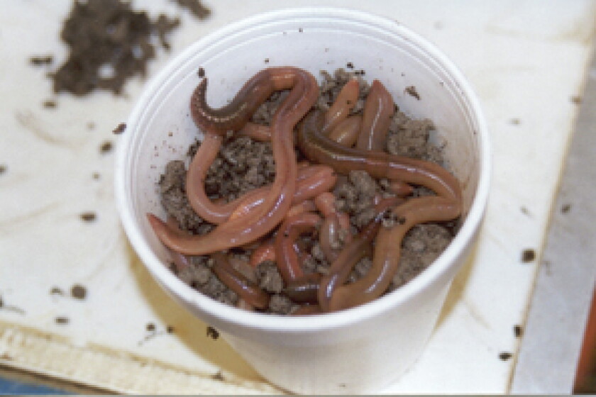 Wisconsin Worms Earthworm Invasion? - Cloquet Pine Journal | News, weather, sports from ...