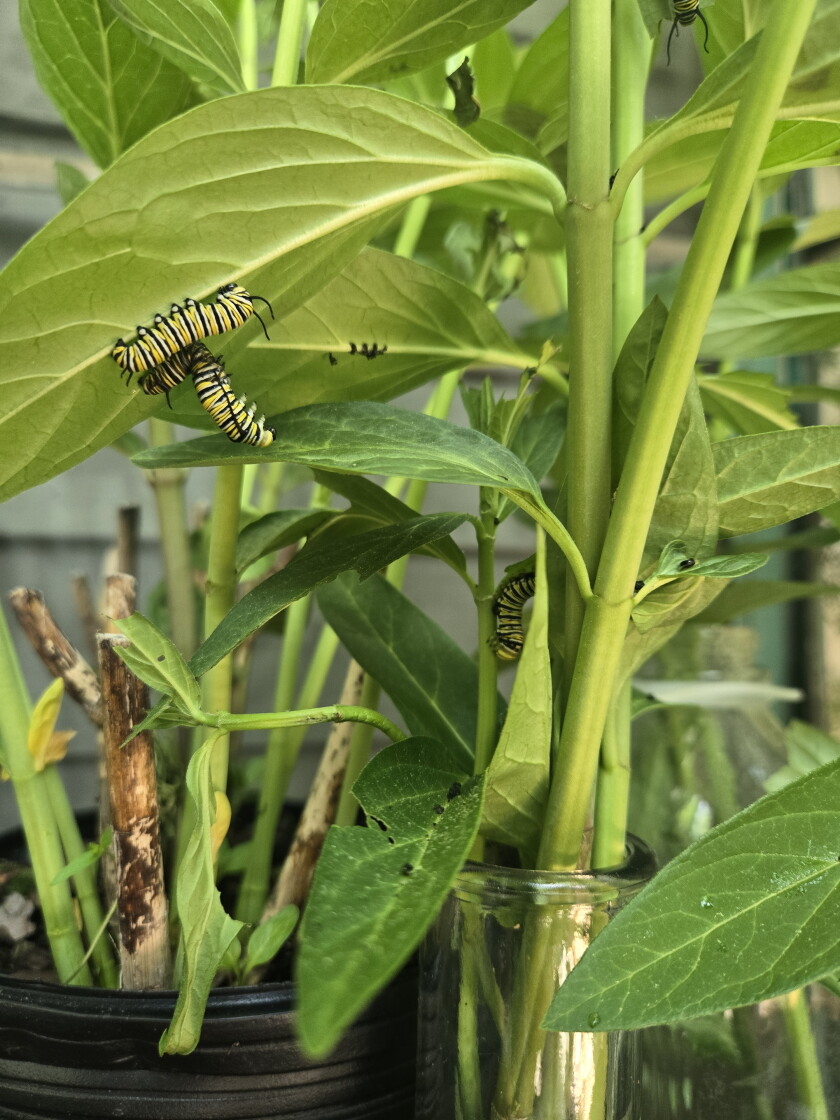 A few caterpillars on milkweed plants