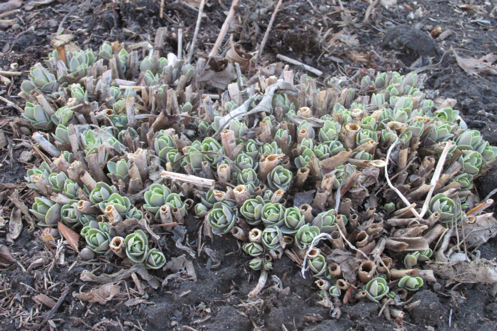 Spring is the best time to divide perennials