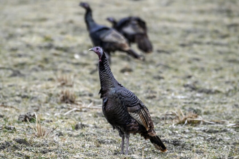 031321.O.DR.TURKEYS2.jpg