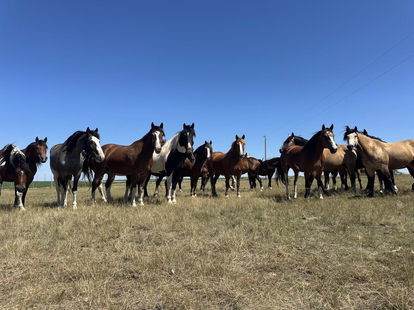 Sutton Rodeo celebrates nearly 100 years of ranching and rodeo ...