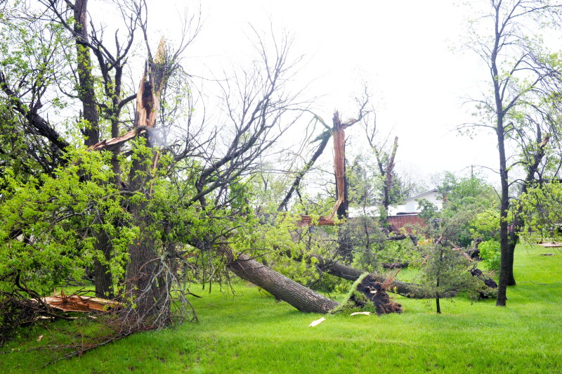 Navigating Storm Damage: A Comprehensive Guide to Assessing and Caring for Damaged Trees