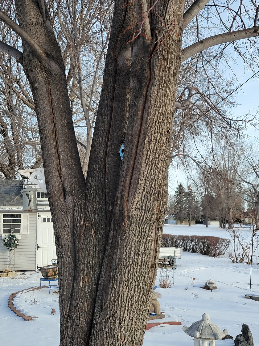 Readers share photos, comments about 'exploding' trees - InForum ...