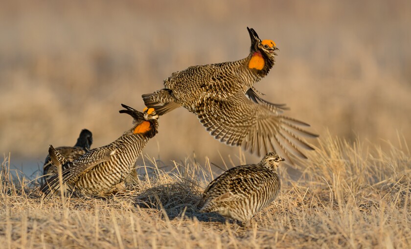 praire chickens fighting over hen.jpg