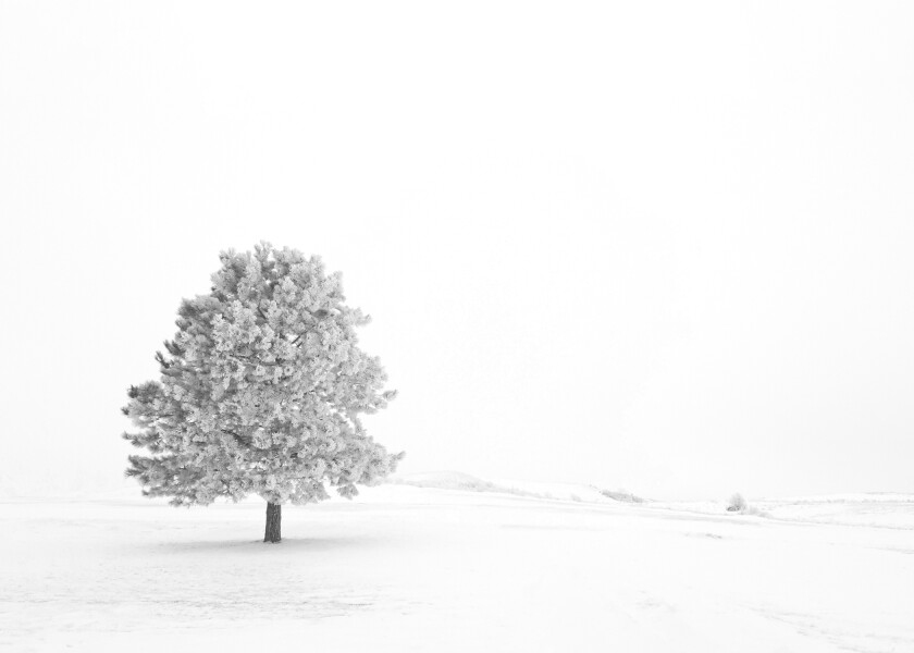 5x7 Christmas Day Frost 2019.jpg
