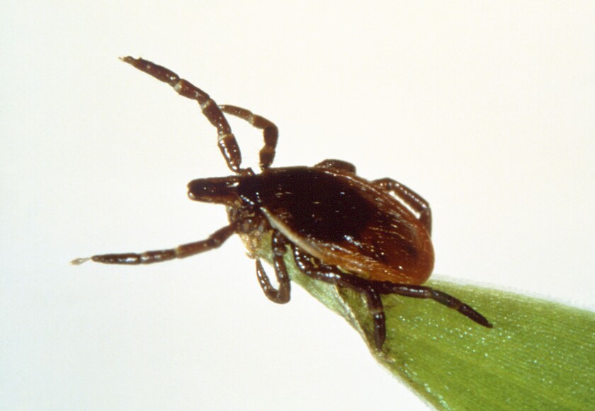 Deer tick