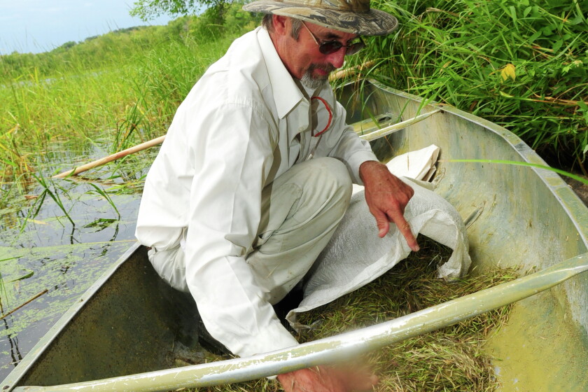 Canoe Rice Ancient tradition of gathering Wild Rice - Brainerd Dispatch | News ...