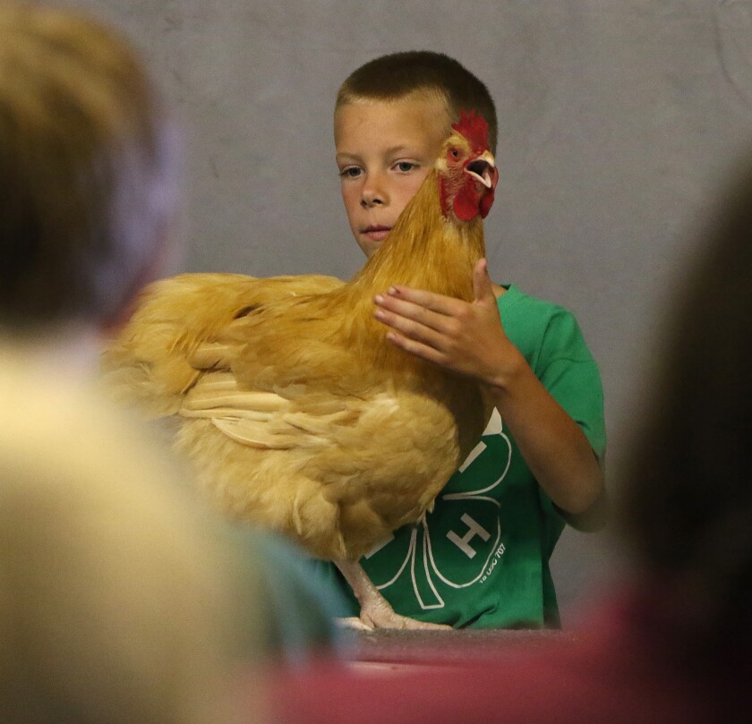 fair extra boy n chicken