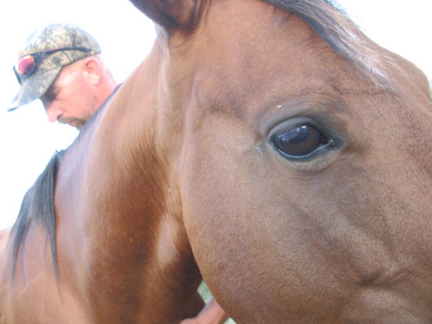 Horse