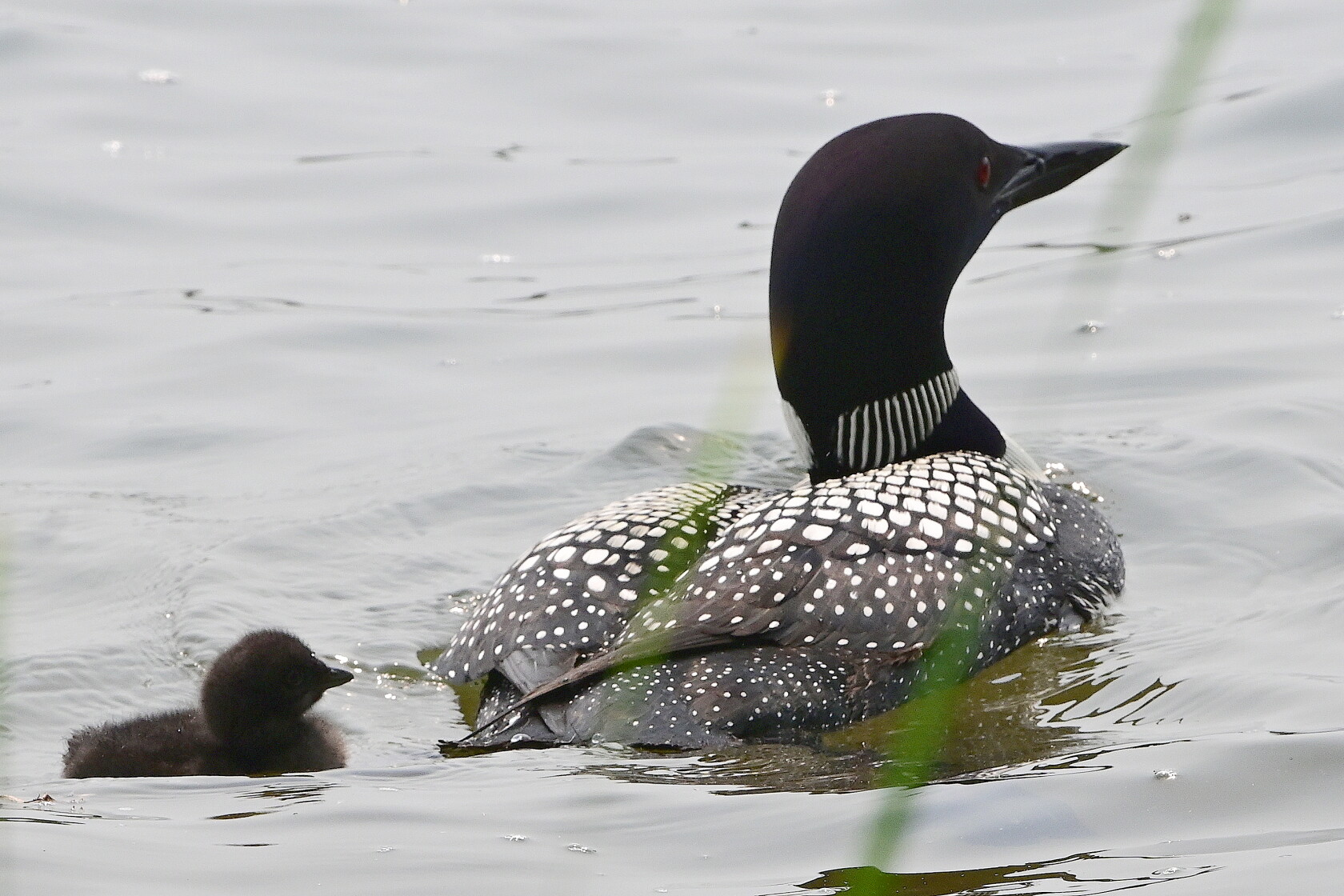 Loon Reality National Loon Center sets workshop series to survey and protect loons ...
