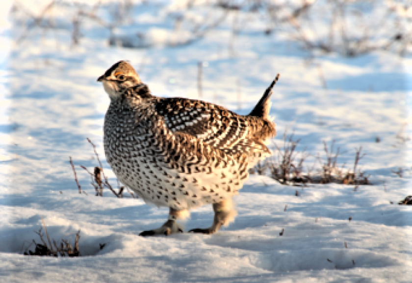 sharp-tailed grouse
