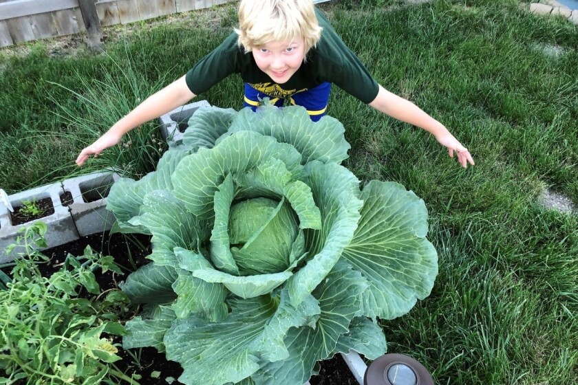 Growing Together Local Students Win Scholarships For Growing The Best Cabbage Inforum Fargo Moorhead And West Fargo News Weather And Sports Growing Together Local Students Win Scholarships For Growing The Best Cabbage Inforum Fargo Moorhead And West Fargo News Weather And Sports