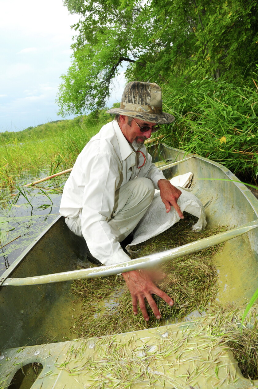 Canoe Rice Ancient tradition of gathering Wild Rice - Brainerd Dispatch | News ...