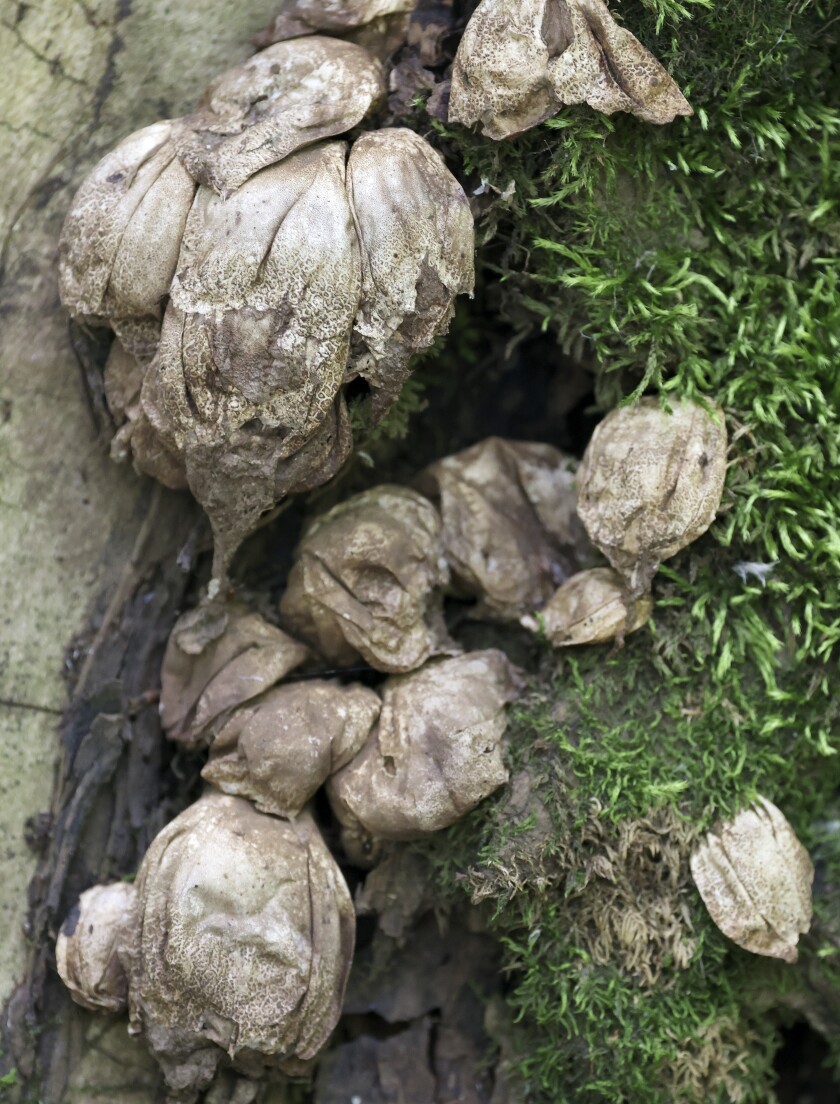 Puffballs.
