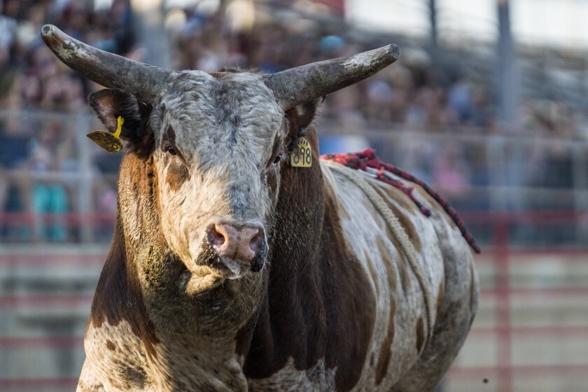 Olmsted County Fair