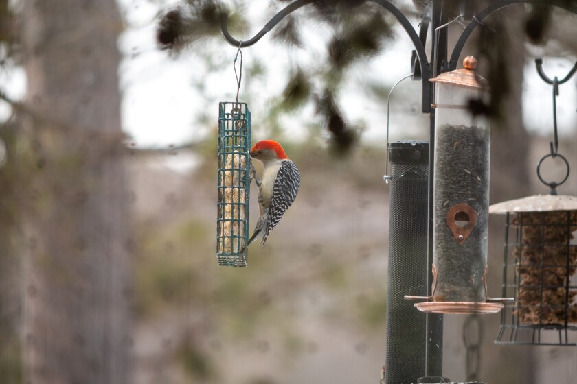 Birdsareback-01.jpg