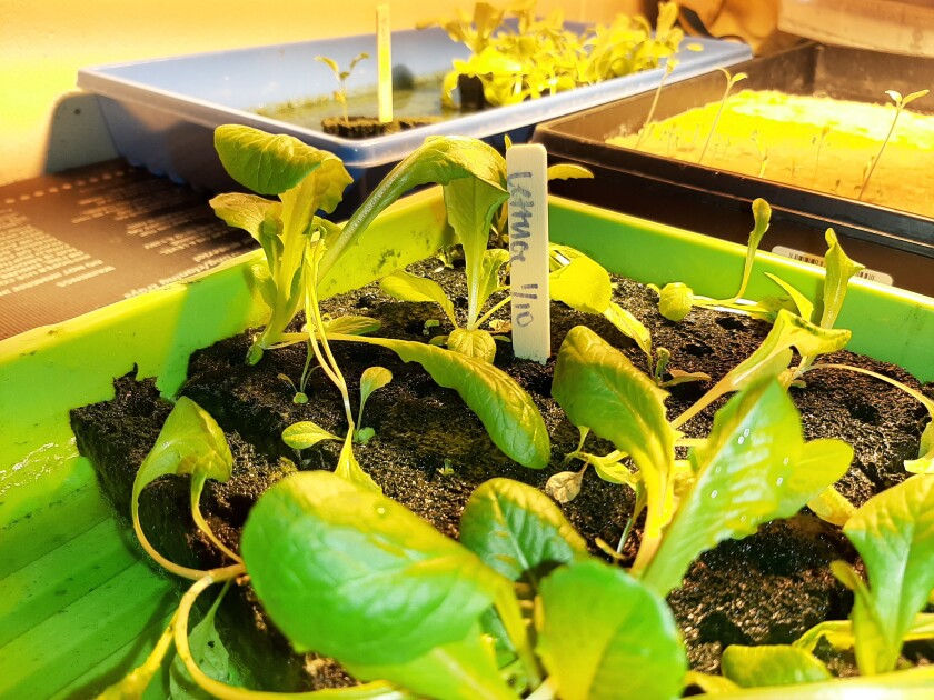 Minnesota university growing vegetables and FFA membership even though aiding feed neighborhood - Agweek 1 Lettuce.jpg
