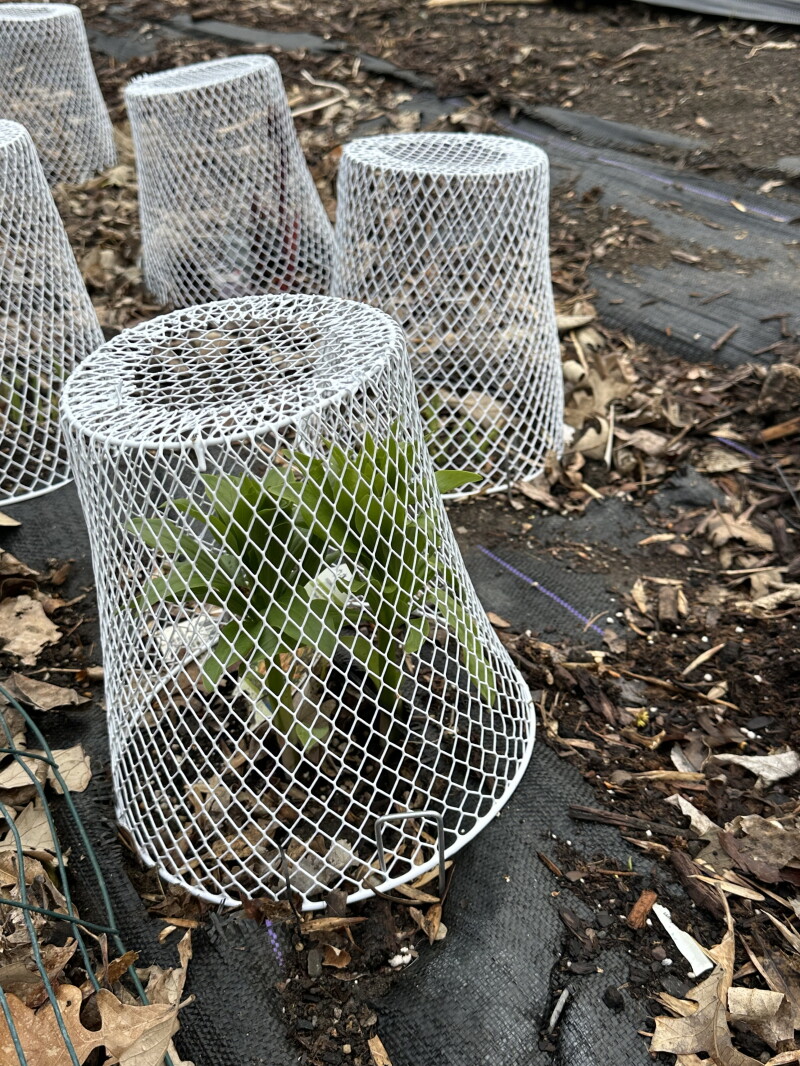 Here's an easy way to keep rabbits away from perennials