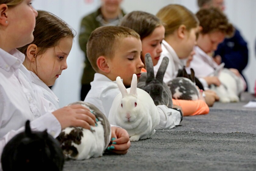The 14th annual 4-H rabbit fun show and workshop judging Saturday, April 30, 2022, at the Crow Wing County Fairgrounds.