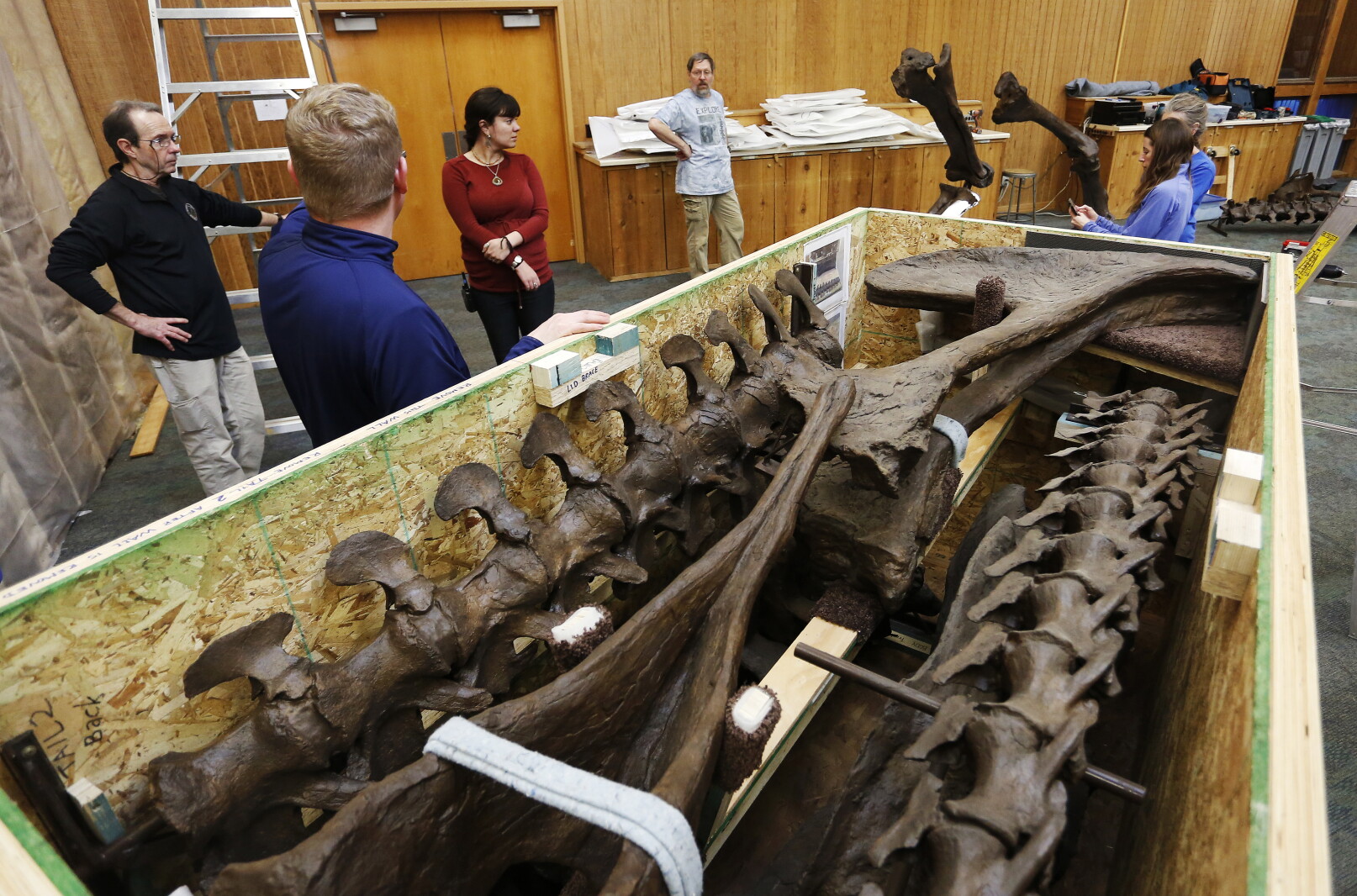 T Rex Building Post Photos: T. rex build at Quarry Hill Nature Center - Post Bulletin ...