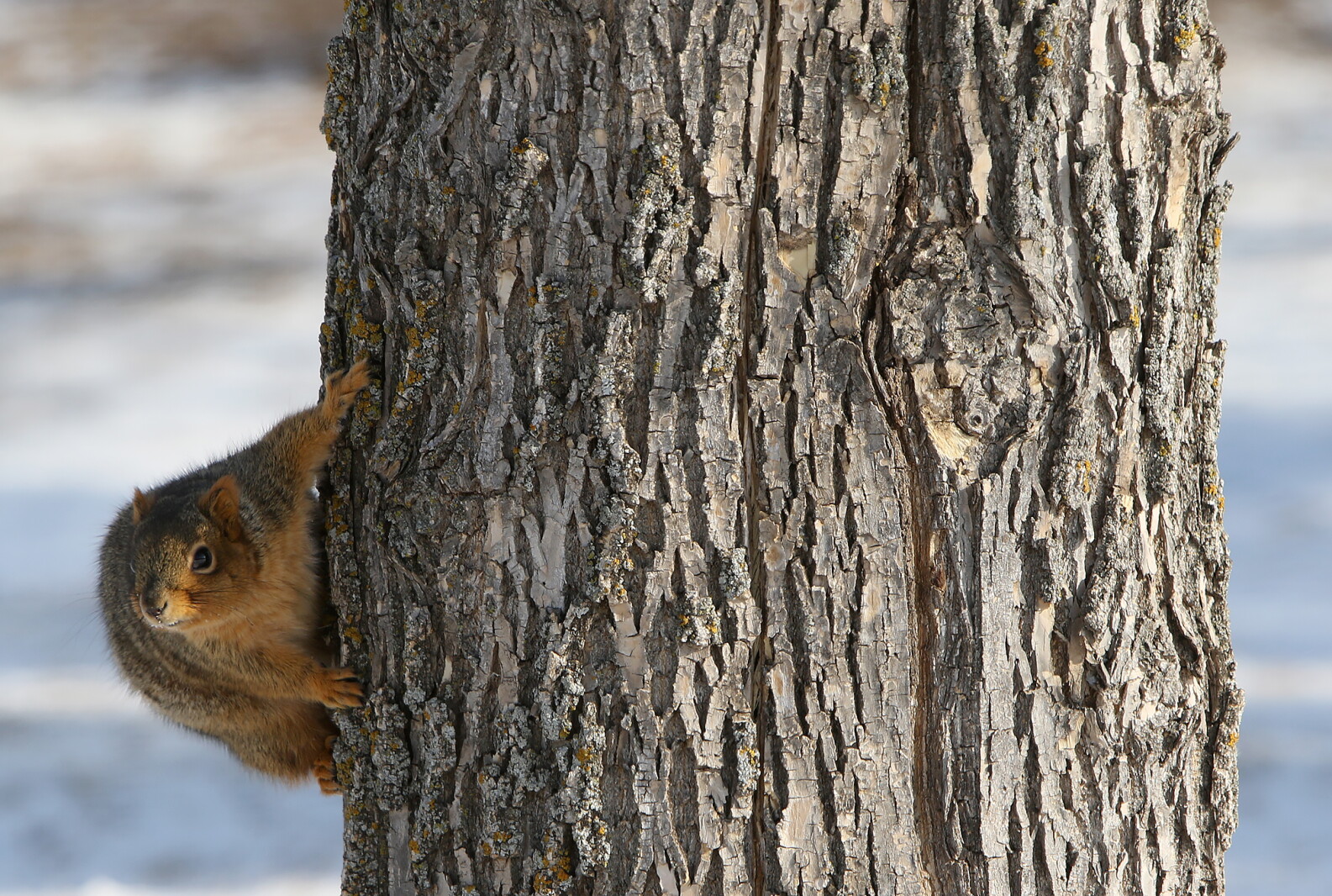 Squirrel Boo Peek-a-boo squirrel - Jamestown Sun | News, weather, sports from ...