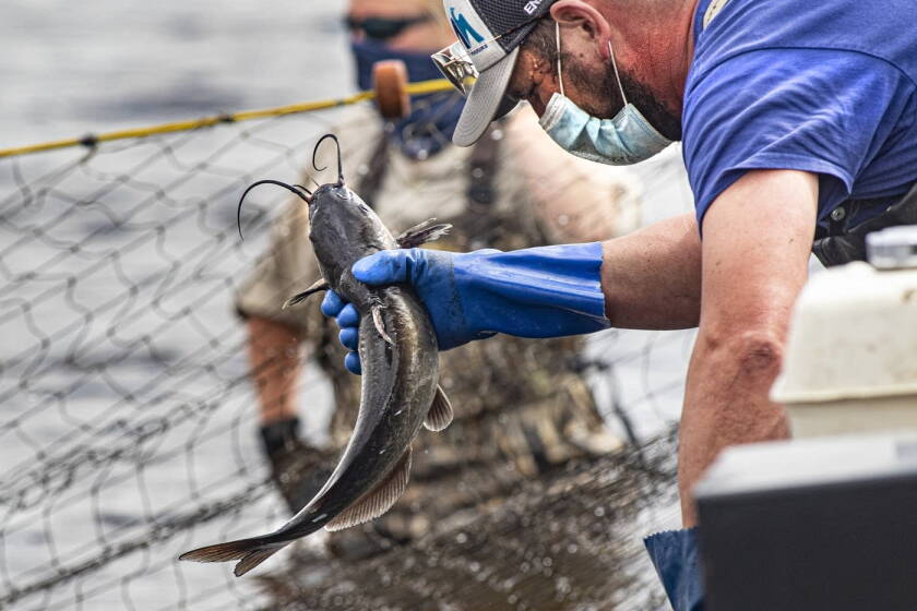 Wild Fish Capture New method aims to herd, capture invasive carp in Mississippi River