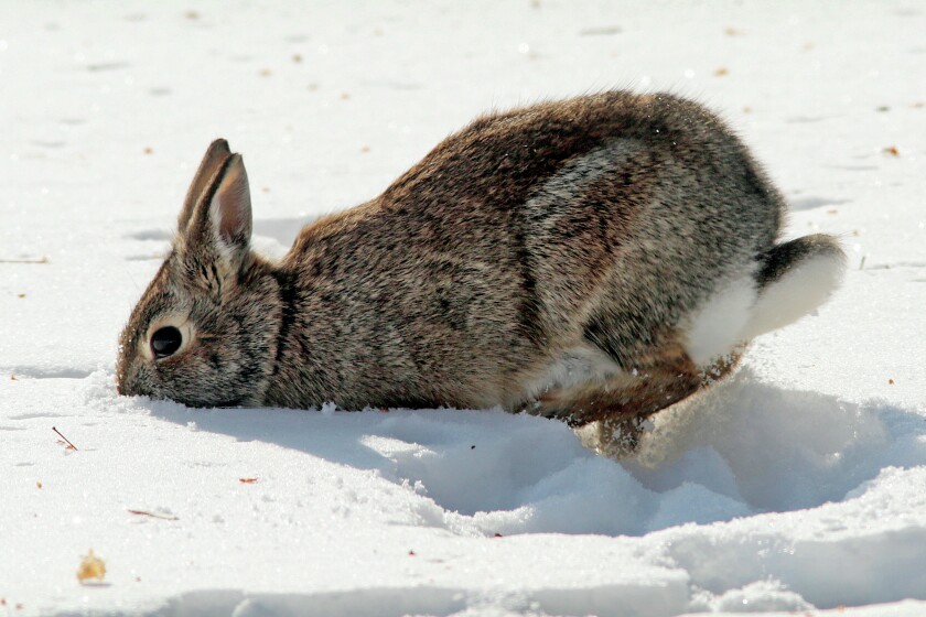 Why you need to check outdoor plants midwinter - InForum | Fargo ...