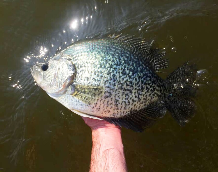 Crappie