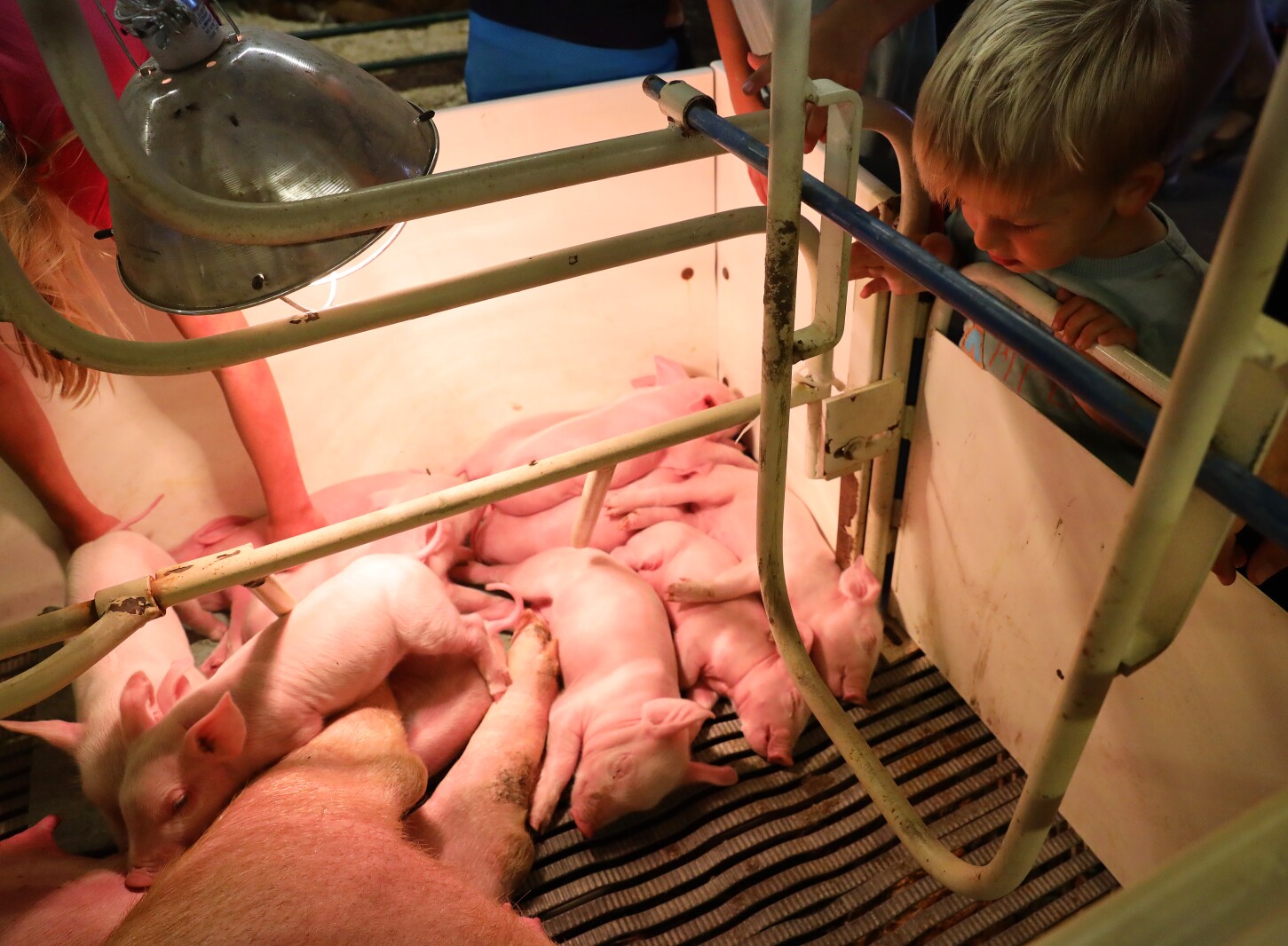 Crow Wing County Fair Aug. 2022.