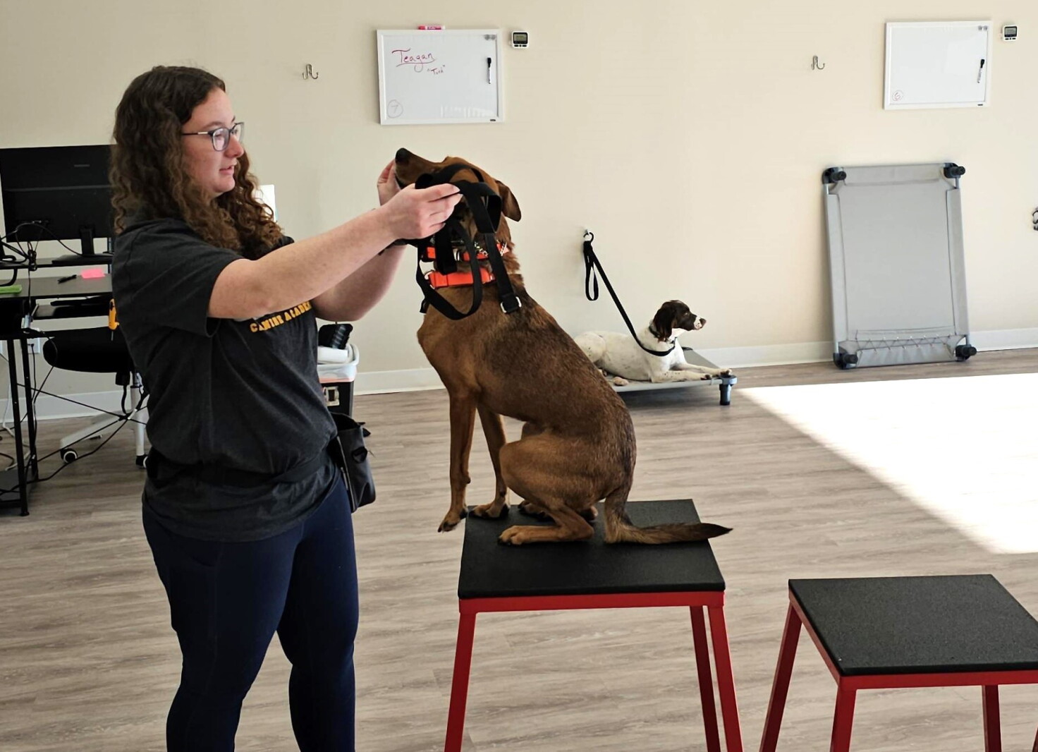 Elevate Canine Academy opens Fargo location – InForum Elevate Canine Academy opens Fargo location – InForum