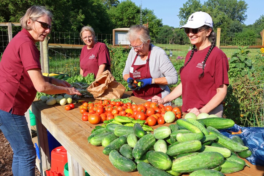 Jennifer Lee, left, Amy Bear, Gail Brecht and Jennifer Smith from the Crow Wing County Master Gardener program, gather produce picked from the garden on Thursday, Aug. 21, 2025, at the Northland Arboretum. The food harvested that day weighed 100.5 pounds and was set to go to the Salvation Army.