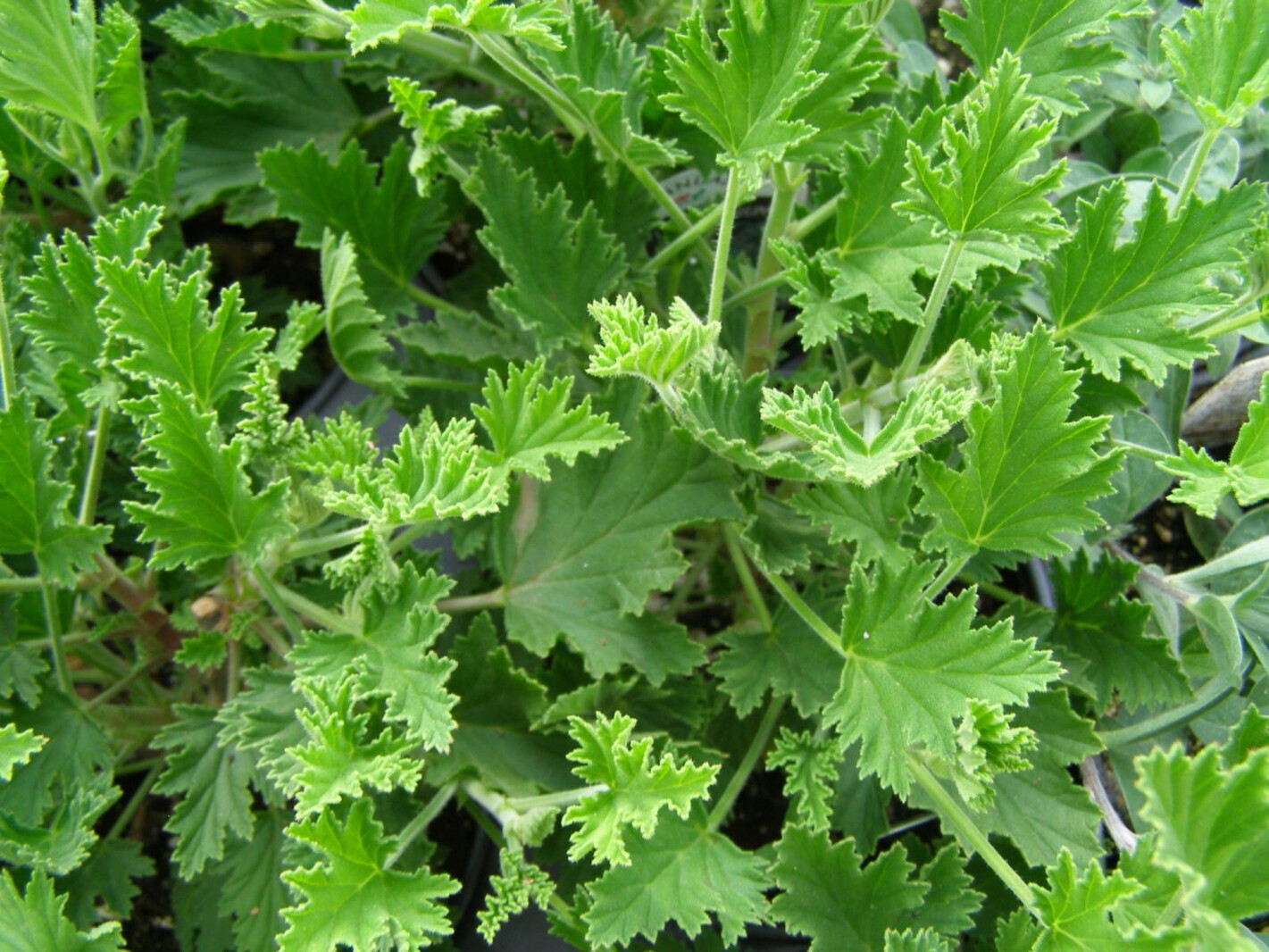 Try living plants to repel the season's mosquitoes