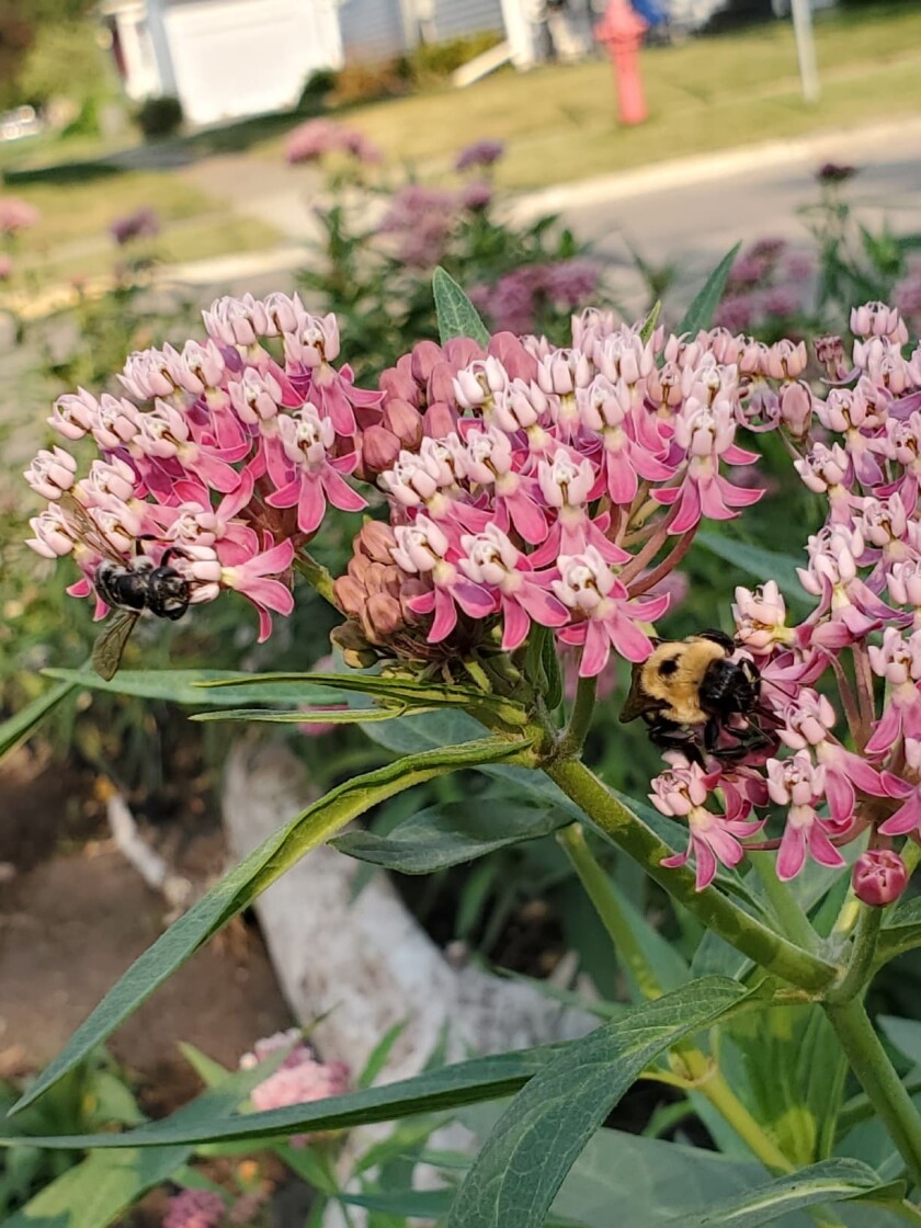 Fuzzy bees visit flowers in Daily Park.