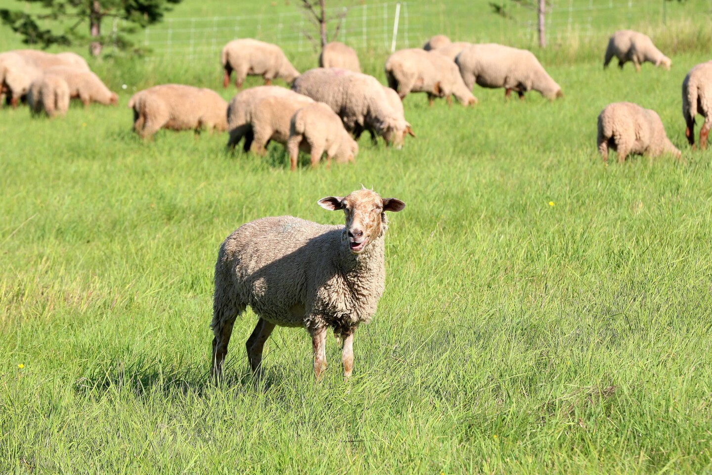 Duluth sheep ranchers named county's Farm Family of the Year - Duluth ...