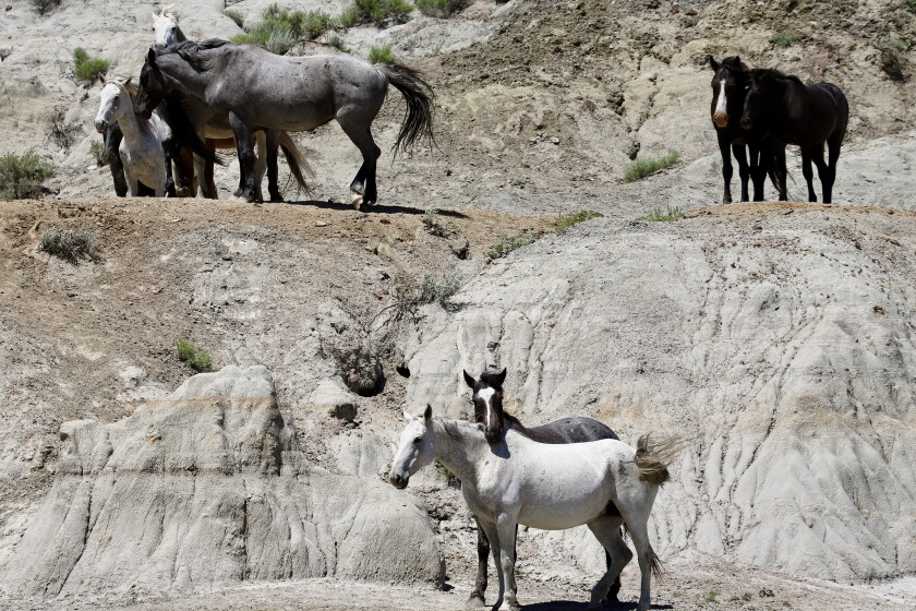 Horses stand on and at the foot of a butte.