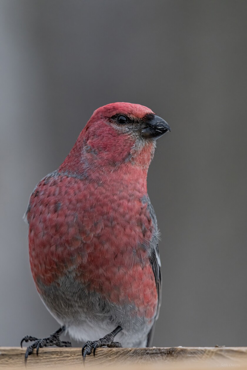 Pine Gosbeak Male - Seth Owens