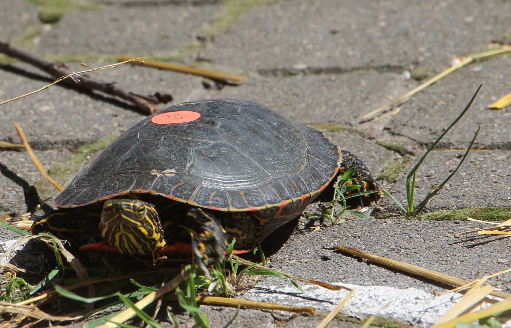 Perham Turtle Races Slow and steady wins the race: 33rd annual Turtle Fest dubbed a success ...