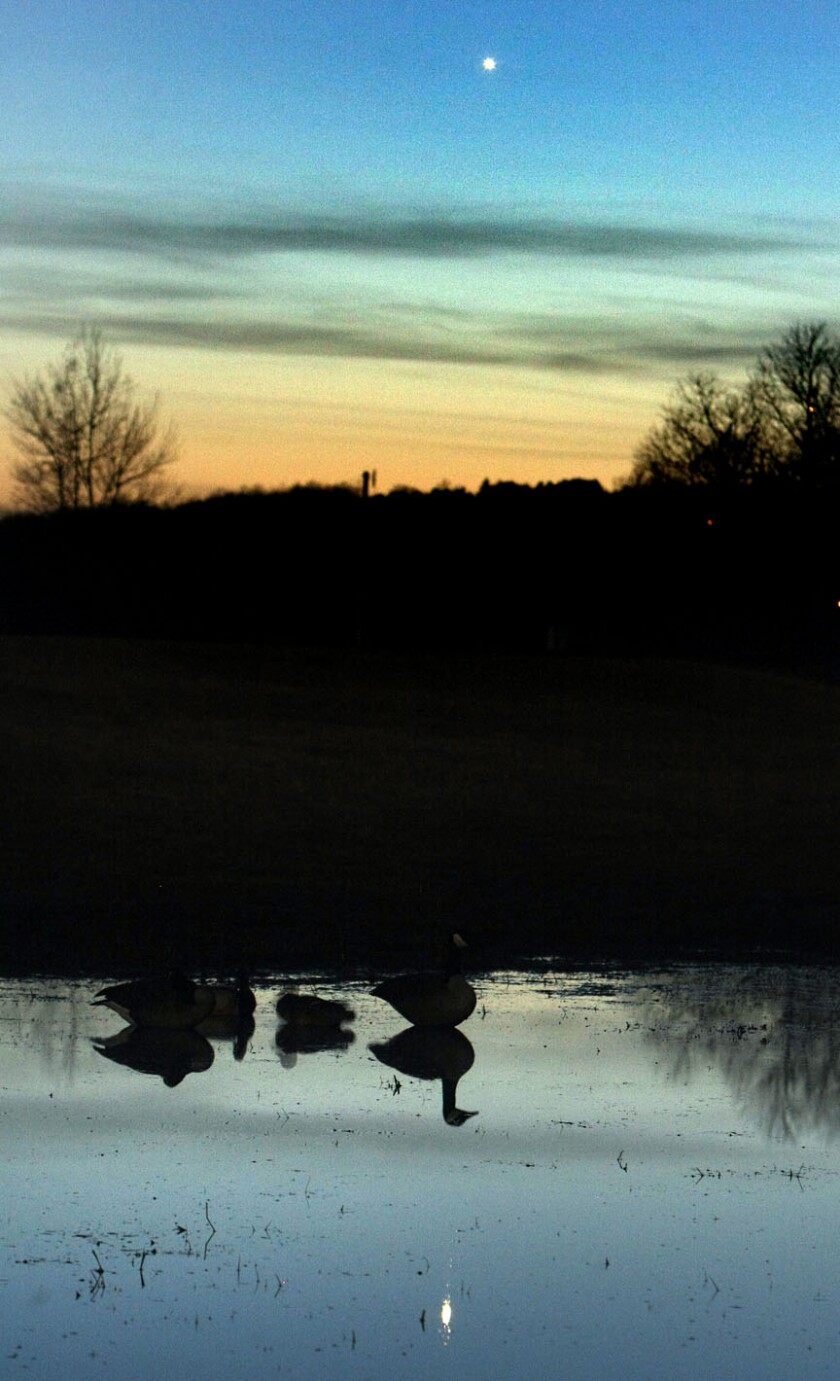 Venus geese reflection March28_2010 S.jpg