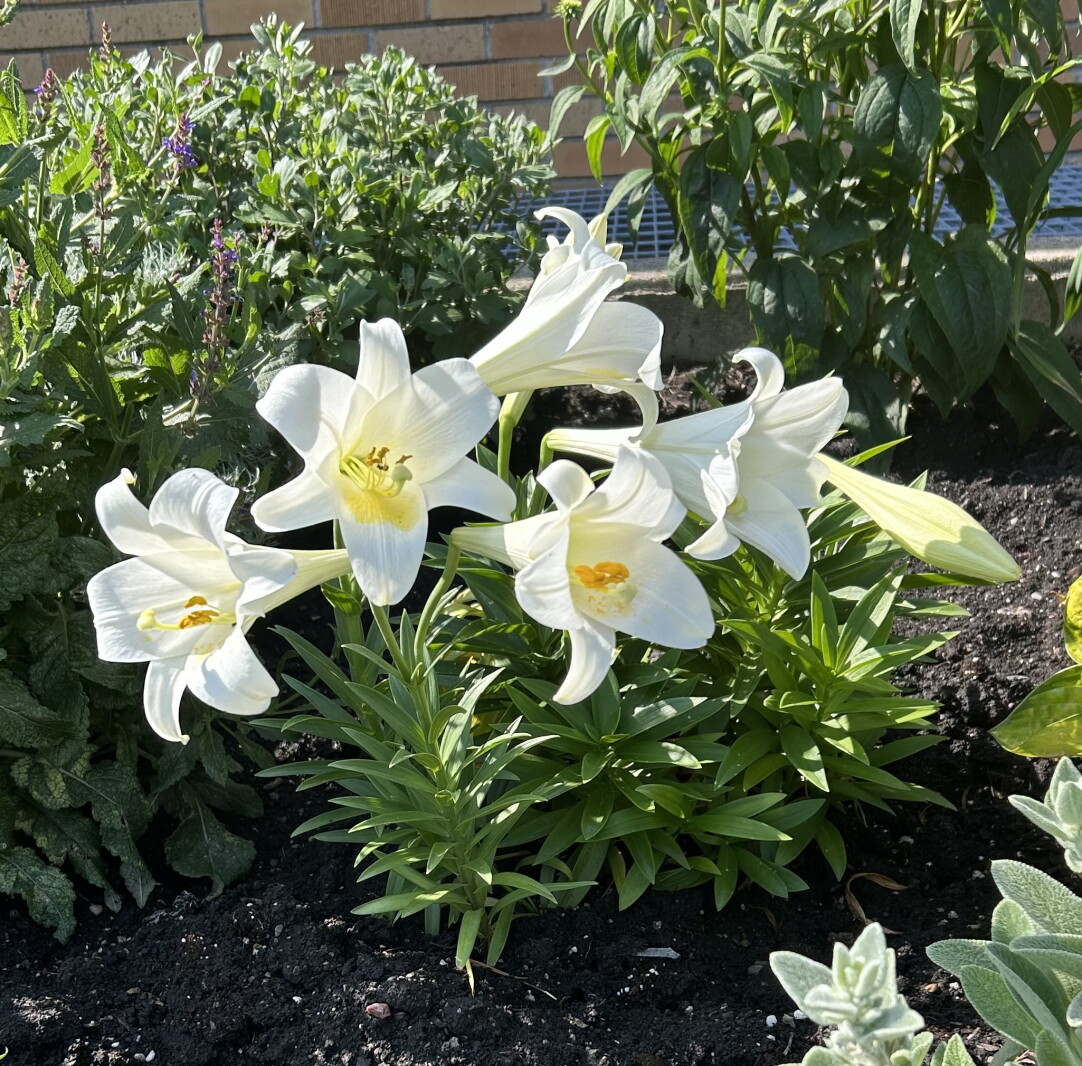 Easter lily can survive as a perennial