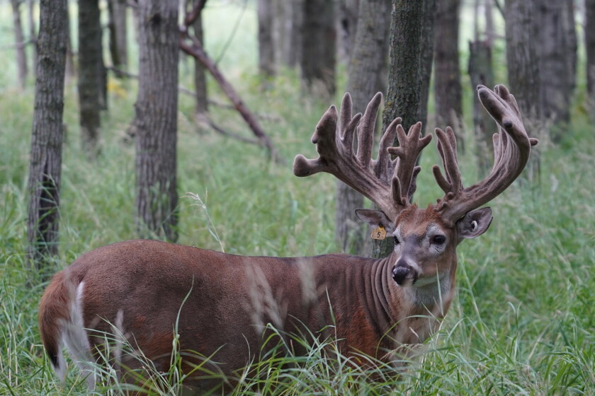 30 Point Moose Did you see the 30-pointer? You can in Perham: MN Monster Buck Classic ...