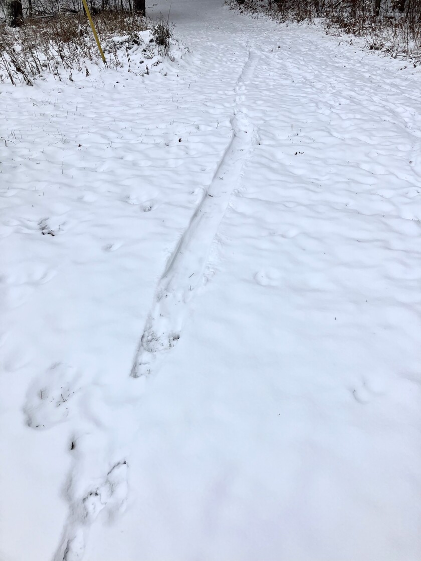 Otter track - sliding.jpg